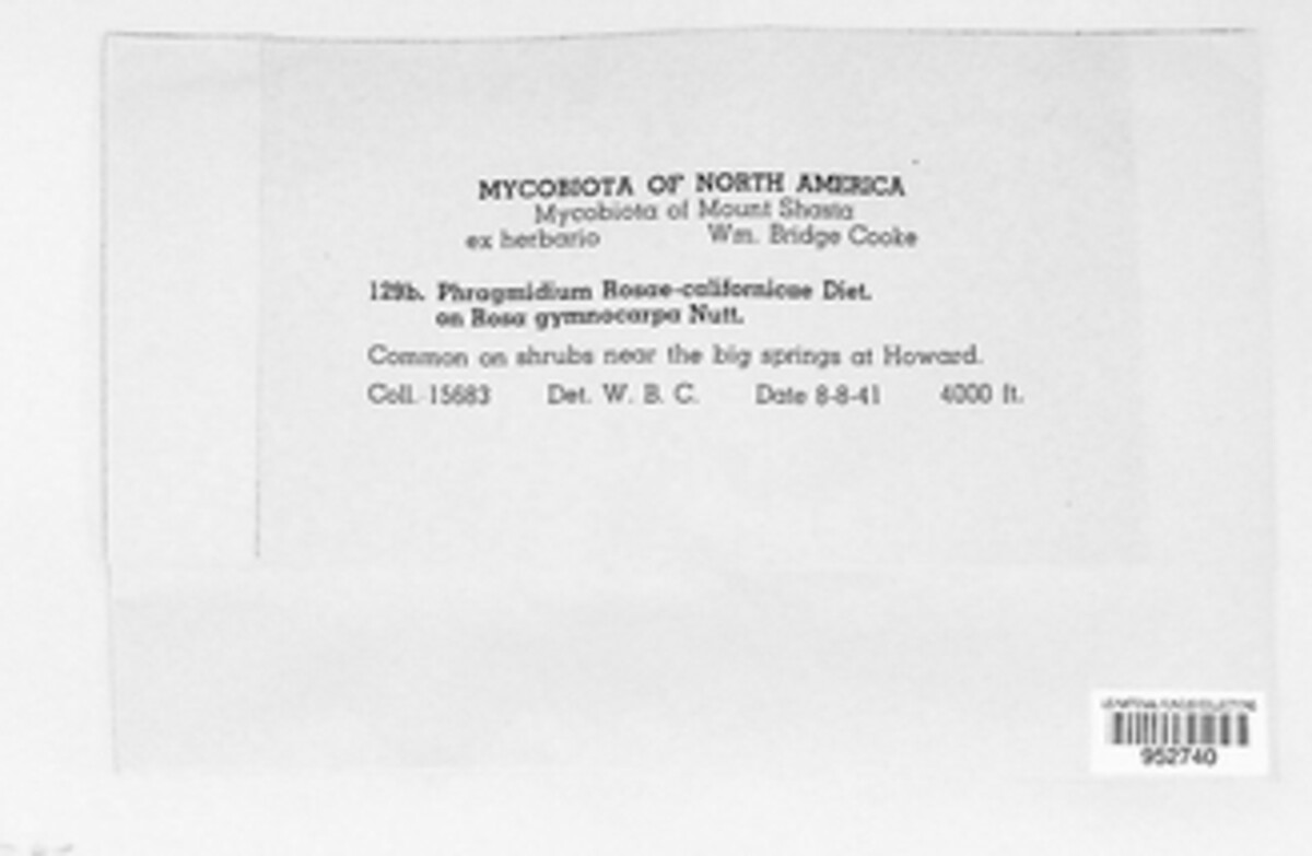 Phragmidium rosae-californicae image